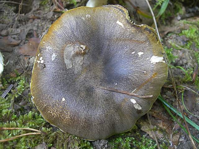 Tricholoma clavocystis